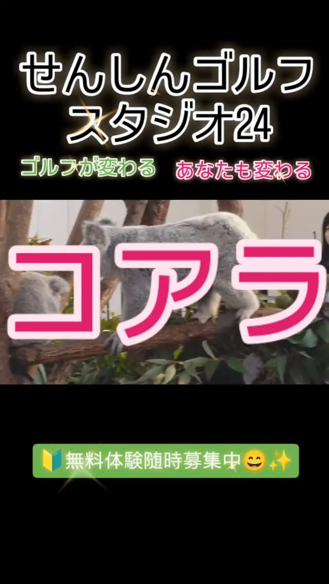 コアラのジャンプ😳✨️